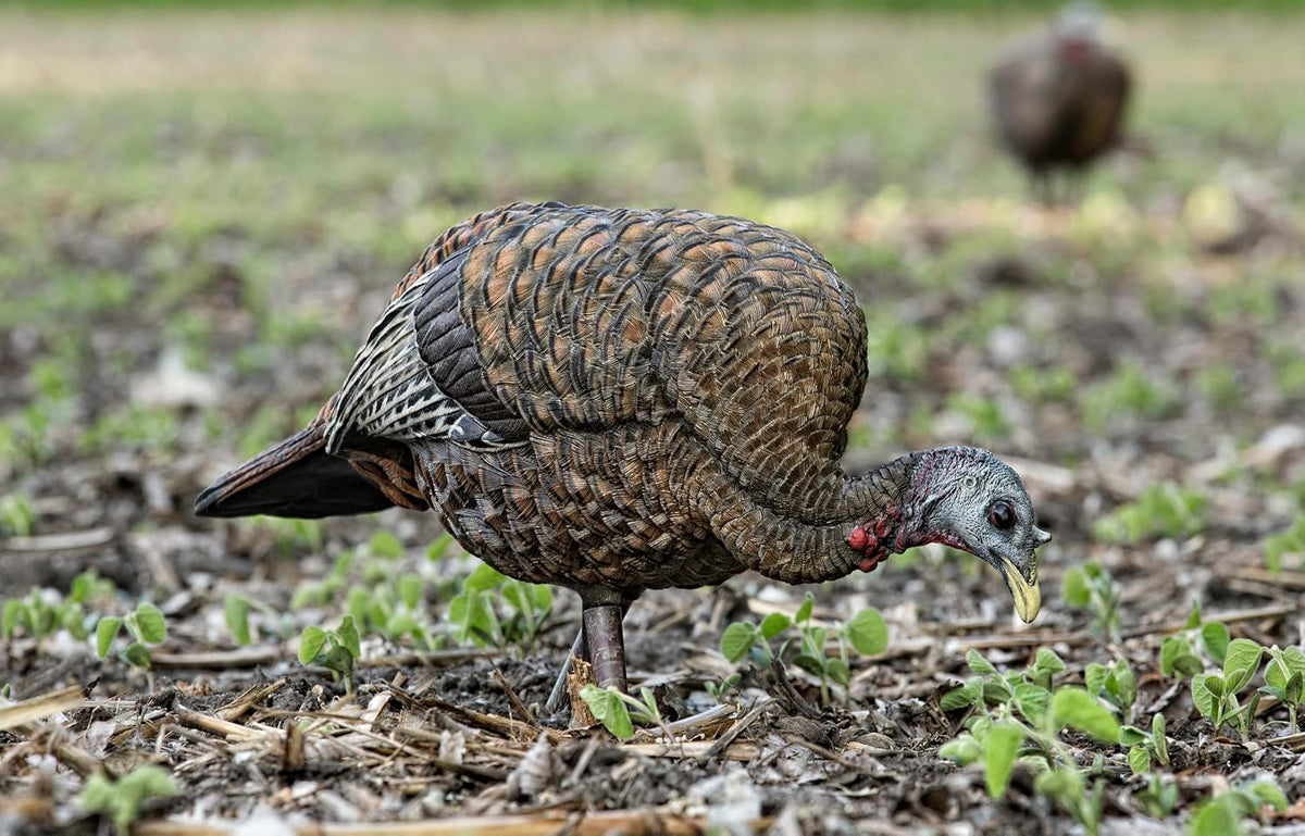 Avian-X LCD Feeder Hen Turkey Decoy with X-Factor Motion System – Realistic Lifelike Collapsible Standing Turkey, Durable Design, Carry Bag & Collapsible Stake for Hunting