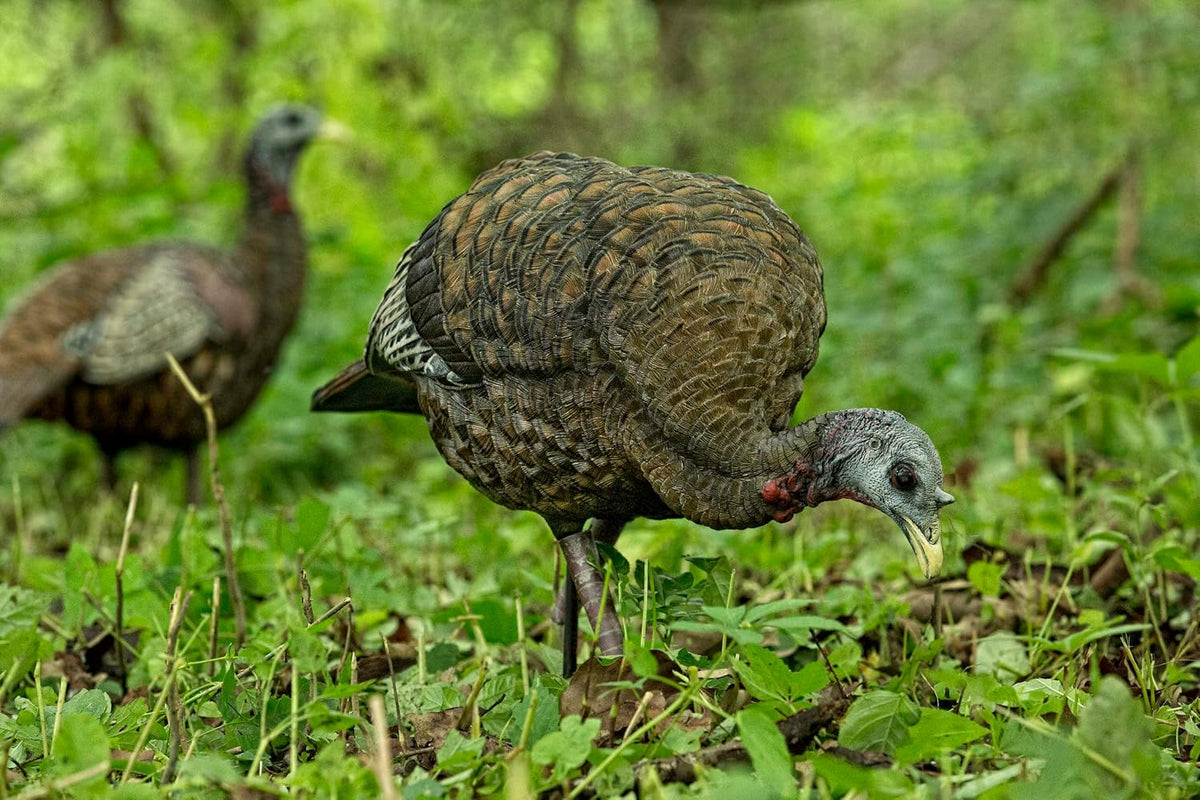 Avian-X LCD Feeder Hen Turkey Decoy with X-Factor Motion System – Realistic Lifelike Collapsible Standing Turkey, Durable Design, Carry Bag & Collapsible Stake for Hunting